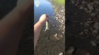 Окунь на вертушку.