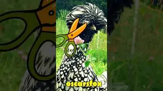 Le Corté el Copete A Mi Gallina 😂 Esta es La Razón ❤️❤️❤️ #short #pollo