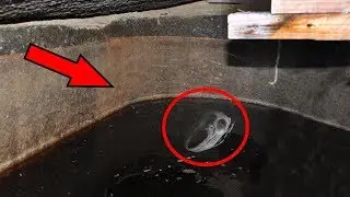 In Egypt, uncovered a black 