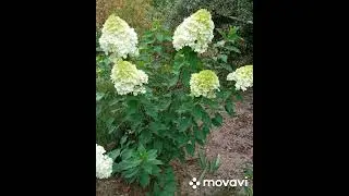 Гортензии в моём саду !🥀#любимаядача#
