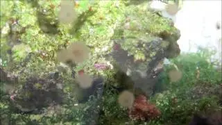 Refugium