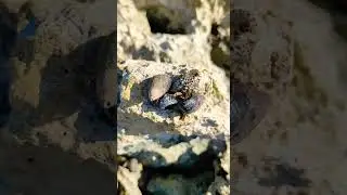 Busy Shellfish on the Sen stone #shorts #shellfish #redsea #egypt #travel #hurghada #labranda