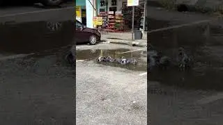 Bathing Bird