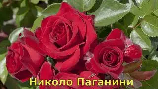 Розы флорибунда Сербия КАТАЛОГ 2020