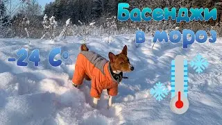 How Basenjis cope with frost | Basenji and frost