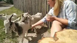 Портулак жареный.