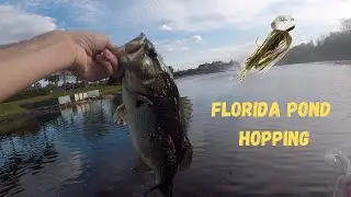 Pond Bass Fishing in Tampa Bay, Florida with Chatterbaits (7lber CAUGHT!)