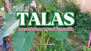 MANFAAT DAUN TALAS DARI DIARE SAMPAI REDAKAN NYERI REMATIK