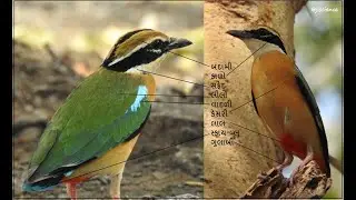 Indian pitta / નવરંગ પક્ષી