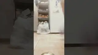 ПАПАБЕБЕГИМАПОДЕОВОЧАМПОНЕВА