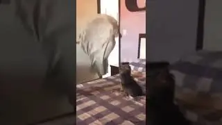 Пока хозяйка!