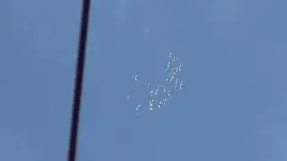 полёт Будапештских высоколётных голубей 29 07 2022г
