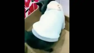 Пойми кота! попробуй!