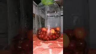 заготовки на зиму #семьябезкомплексов #деревенскаяжизнь #лето #pigeon