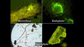 The Paradigms of Soil Fertility & Plant Nutrition with Matt Powers