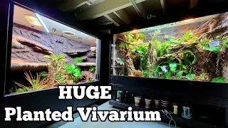 DIY HUGE Reptile Enclosure Bioactive Planted Vivarium | Part 5 |