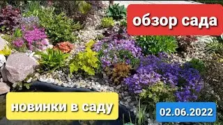 Обзор сада в Подмосковье в начале июня/Новинки в саду
