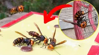 粘着シートでオオスズメバチを駆除しニホンミツバチを守る！