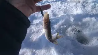 Отпускаем шнурка подрастать