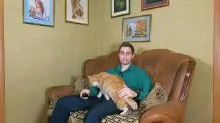 Кот Степан немного помешал записать видео и это осознал