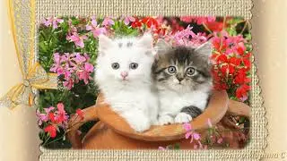 Слайд-шоу: Милые Котята! Проект ФотоШоу PRO!
