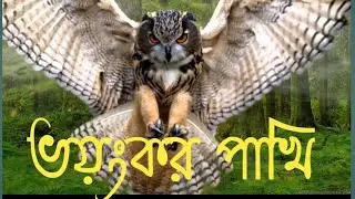 How Does an Owl's Hearing WWork? | SuperPowered Owls | Md (Mohsin) 2021Lots of great videos