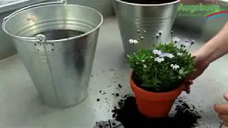 Blaue Kapaster - Einpflanzen in ein Gefäß