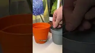 Выращиваем Мирт - посадка и уход за комнатным миртом