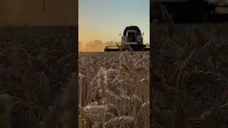 Уборка пшеницы Плавск 2023!