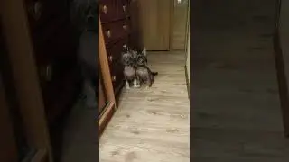 Эмма с Клэрушкой гулять собрались. Мама с дочкой