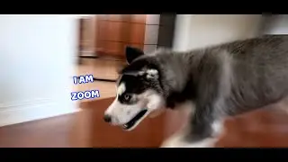 Excited Husky PUPPY Gets the ZOOMIES!