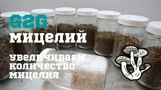 G2G - Увеличиваем количество мицелия для выращивания грибов