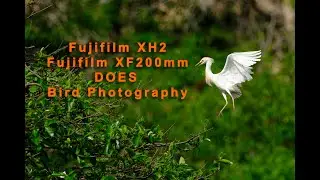 Fujifilm XH2 Bird Photography