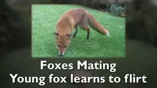 Young fox learns to flirt