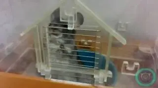 Шиншилла в западне:)