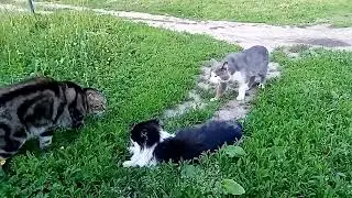 Трэш☺️ Разговор между  домашним и уличным котом. 😁😁😁