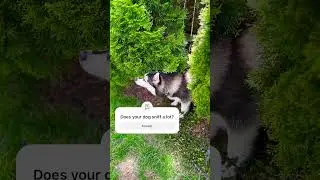 Can husky pups smell fear ?