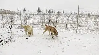 Грузинская горная собака НАГАЗИ / Волкодавы Грузии Буги и Манчо / Georgian mountain DOG 🇬🇪