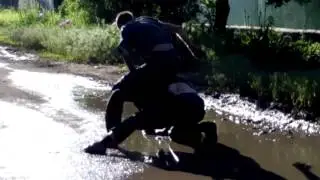 Чёрные лебеди