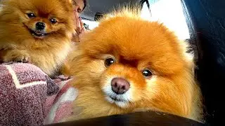 Came back home. How much does it cost to travel to Crimea by car with dogs