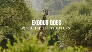 EXODUS DOES Wildlife Encounters