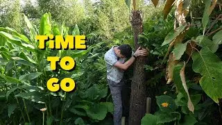 How easy is it to remove a tree fern? Episode 2