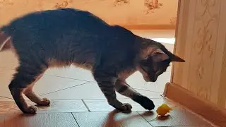 Игрушка для кошек Мышка с пищалкой CAPSBOARD CAT TOY