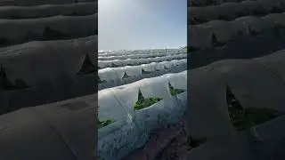 Кор дар Корея 🇰🇷Работа на полях в Корея