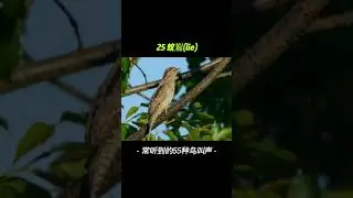 tổng hợp tiếng chim hot