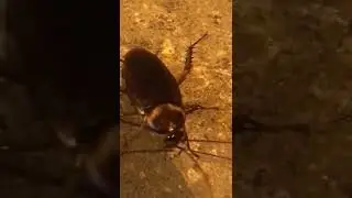 Красивые лапки!