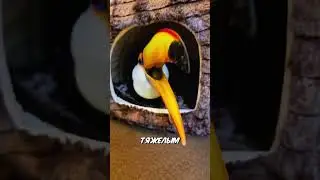 Как 3D-принтер спасает жизнь туканам 🖨️❤️🐦