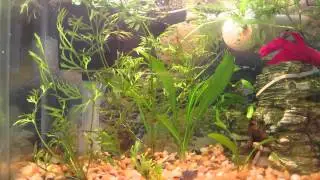 How to help a Shy Fish