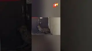 Leopard enters hospital in Maharashtra's Nandurbar
