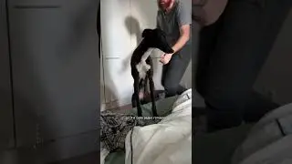 Моя собака на растительном питании 
